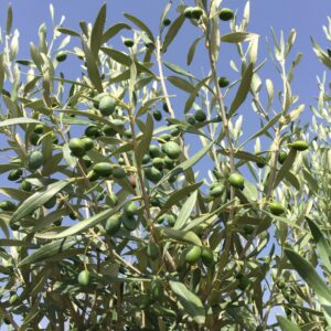 Olivo Cipressino o Frangivento