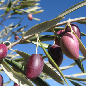 Olivo Cornicabra de Toledo