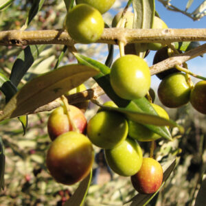 Olivo Arbequina