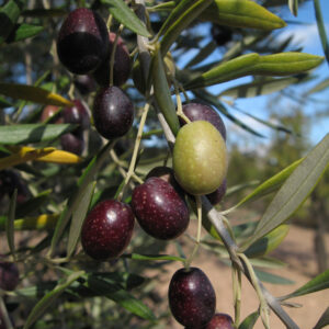 Olivo Lechín de Granada o Cuquillo